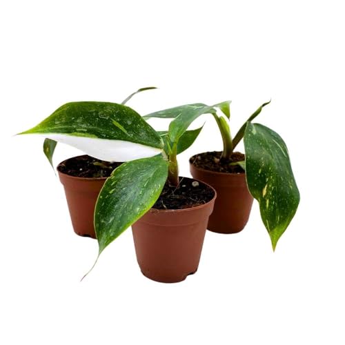 BubbleBlooms Philodendron White Knight 2 inch Set of 3 Rare Variegated Philo Tiny Mini Pixie Plants