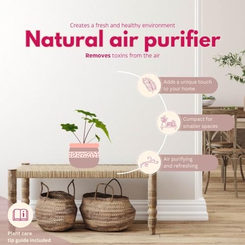 BubbleBlooms Rare Alocasia Assortment, 2 inch Set of 6, Jewel, Jacklyn, Cuprea Pixie Plants