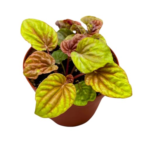 Harmony Foliage Peperomia Quito 4 inch Bright Orange Pep