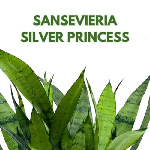 BubbleBlooms Sansevieria Silver Princess 4 inch Rare Sansevieria trifasciata Hybrid Snake Plant