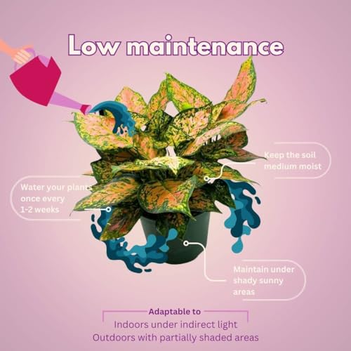 BubbleBlooms Aglaonema Pink Dalmatian 6 inch Chinese Evergreen Pink Beauty Lady Valentine