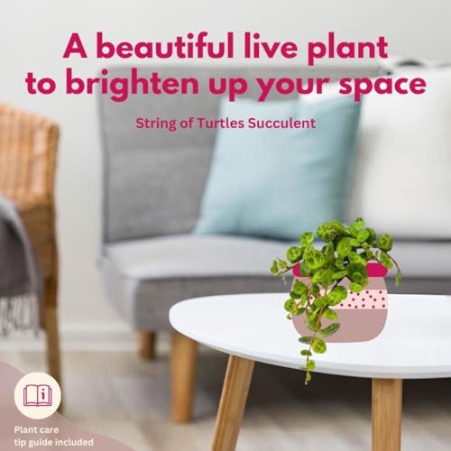 BubbleBlooms String of Turtles, Peperomia prostrata, Live in a 4 inch Pot