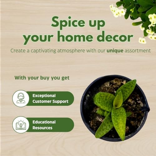 BubbleBlooms Variegated Silver Squill Leopard Lily Ledebouria Socialis, Hanging Basket