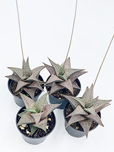 BubbleBlooms Haworthia venosa/Haworthiopsis Tessellata/Venstertjie/Haworthiopsis venosa