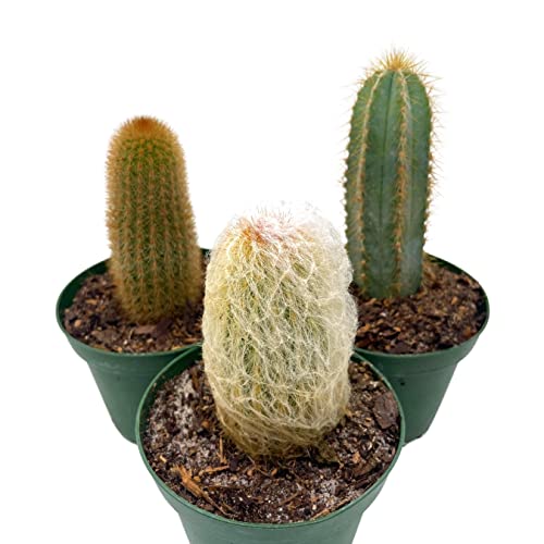 BubbleBlooms Column Cactus Assortment, 4 inch Set of 3, Silver Torch, Blue Column, Yellow, Old Man Fuzzy, Variety Cacti