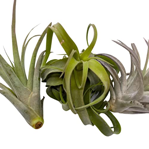 BubbleBlooms Medium Tillandisa Assorment, Set of 3 Medium-Sized Bare-Root airplants Ready to Mount and Grow