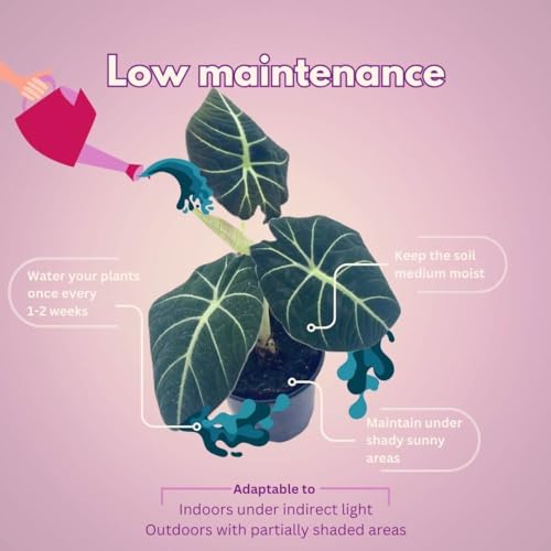 BubbleBlooms Alocasia Black Velvet, Jewel Alocasia in a 4 inch Pot