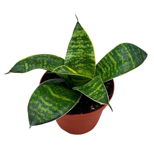 sansevieria price BubbleBlooms Sansevieria Gilt Edge in a 4 inch Pot – Florida House Plants