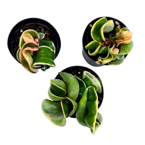 BubbleBlooms Hoya Variegated Hindu Rope 2 inch Set of 3 Crinkle Wax Plant Porcelain Flower Tiny Mini Pixie Plants