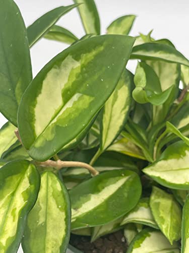 BubbleBlooms Hoya Exotica Krimson Princess, Variegated Tricolor Carnosa, 6 inch Pot