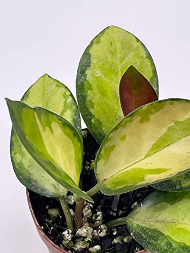 BubbleBlooms Variegated Hoya Australis in a 2 inch Pot, Live Rooted Potted Rare Succulent