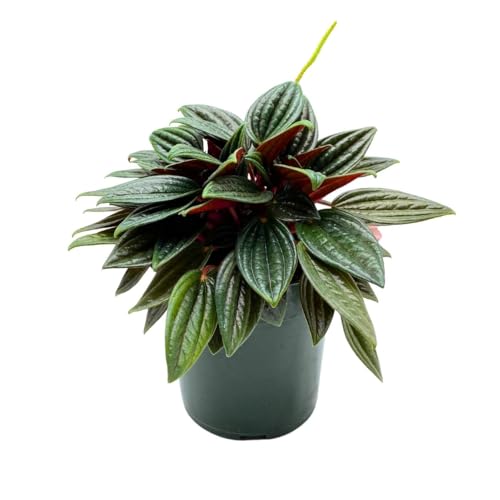 BubbleBlooms Peperomia Rosso in a 4 inch Pot Radiator Plant Caperata