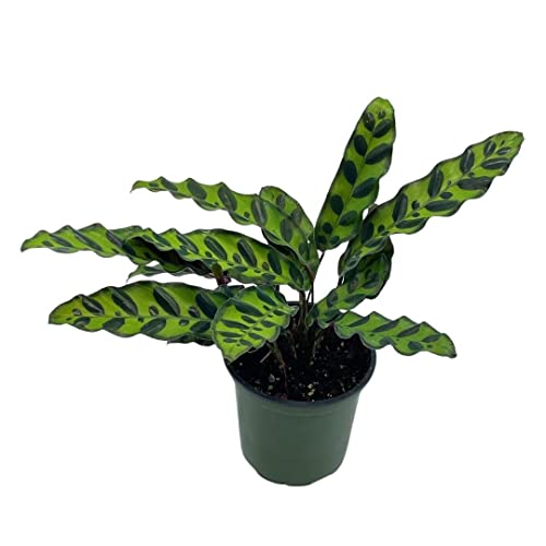 Calathea Lancifolia, Rattlesnake, Prayer Plant, Rattle Snake, 4 inch Pot