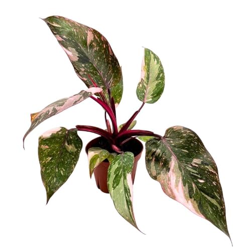 BubbleBlooms Pink Princess Galaxy Philodendron, 4 inch Splash Variegated