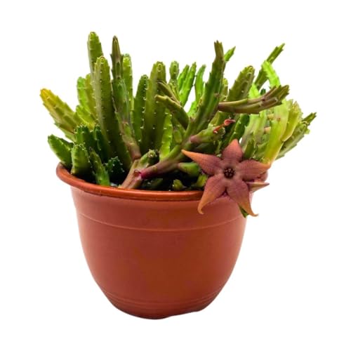 BubbleBlooms Schinzii Stapelia Huernia Starflower Starfish Plant in a 6 inch Pot