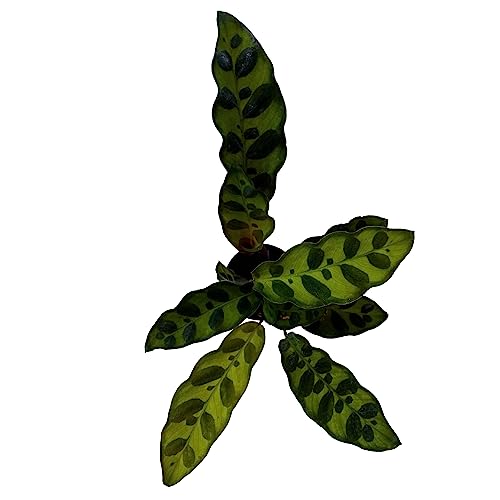 BubbleBlooms Calathea Lancifolia, Rattlesnake, Prayer Plant, Goeppertia Insiginis in 2 inch Pot