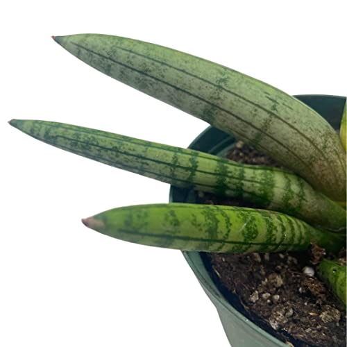 BubbleBlooms Sansevieria Starfish Snake Plant in a 4 inch Pot