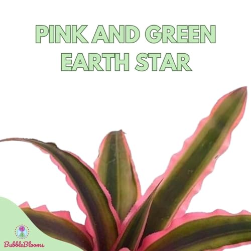 BubbleBlooms Cryptanthus Bivittatus in a 2 inch Pot Pink and Green Variegated, Earth Star Bromeliad, Tiny Mini Pixie Plant