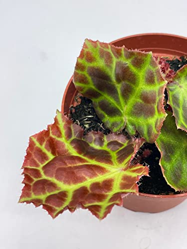 BubbleBlooms Harmony's Begonia Rajah in a 4 inch Pot Extremely Rare Homegrown Exclusive