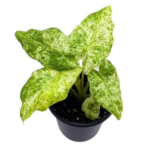 BubbleBlooms Alocasia Blizzard in a 4 inch Pot Marble Variegated Splash Very Rare Elephant Ear