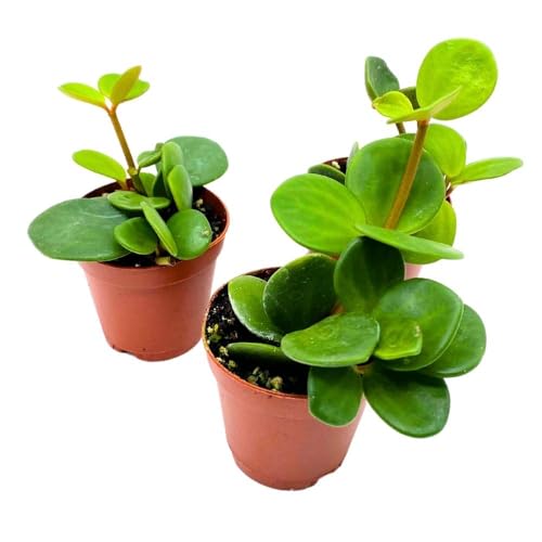 BubbleBlooms Peperomia Hope, 2 inch Set of 3, tetraphylla Tiny Mini Pixie Plants