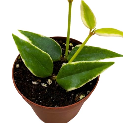 BubbleBlooms Hoya Varigated Bella Albomarginata in a 2 inch Pot