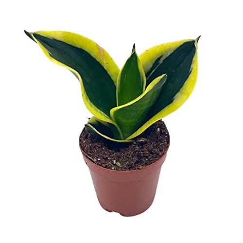 BubbleBlooms Black Gold Snakeplant, in a 2 inch Pot, Green and Yellow Snake Plant, Variegated Sansevieria trifasciata