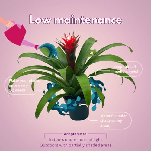 BubbleBlooms Colorful Bromeliad Assortment, 4 inch Set of 3, Guzmania Variety