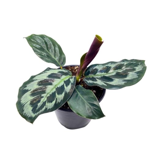 BubbleBlooms Calathea dressleri Helen Kennedy in a 4 inch Pot Peacock Prayer Plant