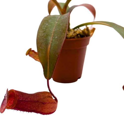 BubbleBlooms Nepenthes Rebecca Soper in a 2 inch Pot Red Tropical Pitcher Carnivorous Plant