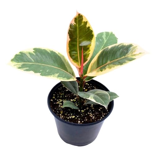 BubbleBlooms Ficus elastica Tineke Variegated 6 inch India Rubber Tree Decora Fig Plant