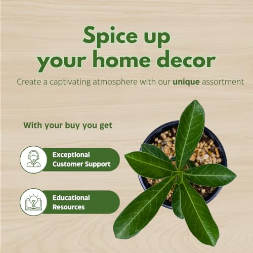 BubbleBlooms Desert Rose Chocolate Vietnam in a 4 inch Pot Extremely Rare Flower