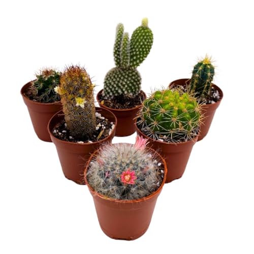 BubbleBlooms Mini Cacti Assortment, 6 Different Cacti in 2 inch pots, Tiny Cactus Set, Grower's Choice