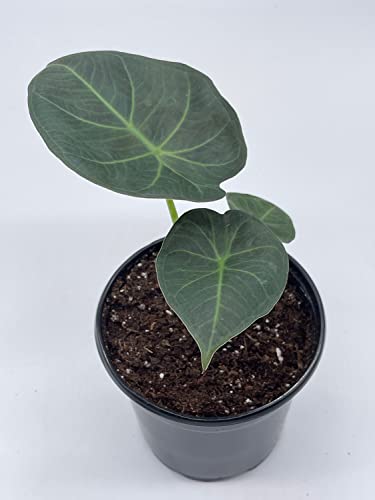 BubbleBlooms Alocasia Regal Shield in a 4 inch Pot Very Rare Elephant's Ear