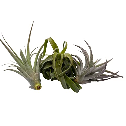BubbleBlooms Medium Tillandisa Assorment, Set of 3 Medium-Sized Bare-Root airplants Ready to Mount and Grow