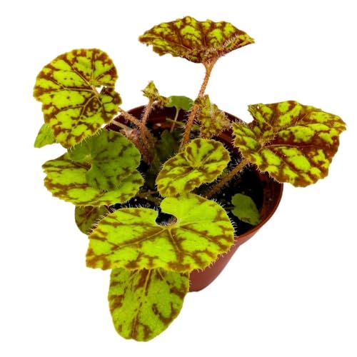 Harmony's Cowardly Lion 4 inch Rhizomatous Begonia Rhizo Yellow Red