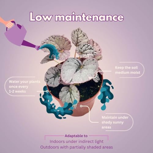 BubbleBlooms Harmony's Silver Dollar Begonia Rex, 4 inch