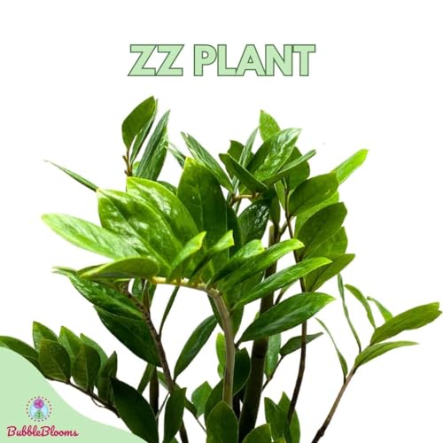 BubbleBlooms ZZ Plant, Zamioculcas zamiifolia 6" Pot, Healthy aroid Palm, Eternity Plant