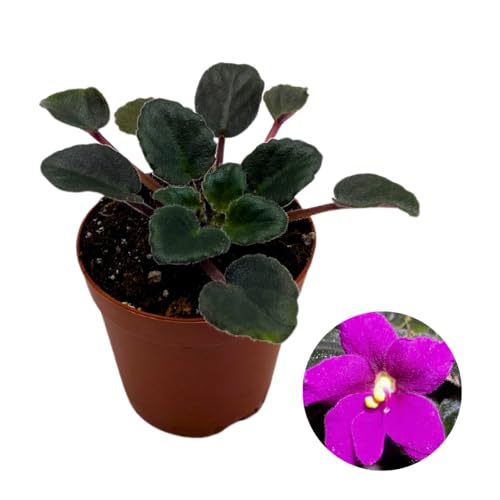 Harmony Foliage Mini African Violet Jolly Magic 2 inch Fuscia Flower