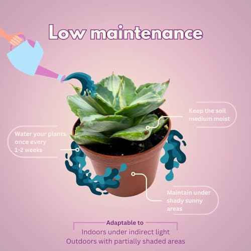 BubbleBlooms Agave Mediopicta Albo Variegated Rare Aloe Set of 3 in 2 inch pots