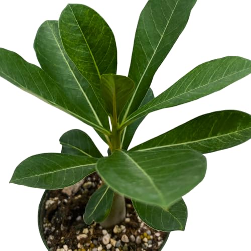 BubbleBlooms Desert Rose Peach Cobbler in a 4 inch Pot Extremely Rare Flower