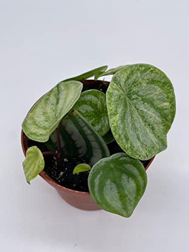 BubbleBlooms Harmony's Gold dust Variegated Watermelon Peperomia in a 4 inch Pot