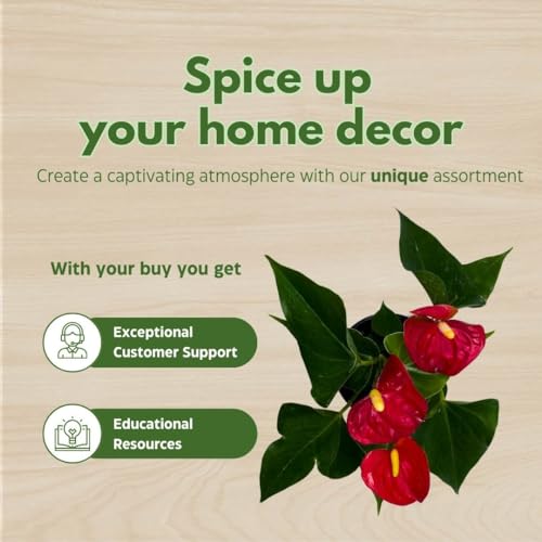 BubbleBlooms Anthurium Red Flamingo Lily andraeanum Linden ex Andre Painter's Palette in a 4 inch Pot