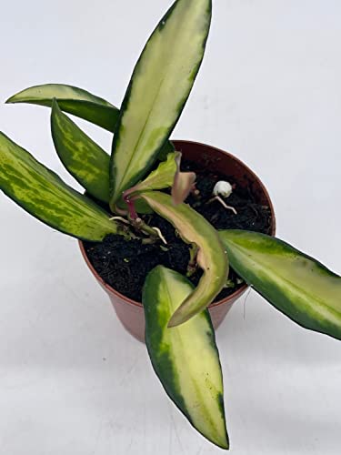 BubbleBlooms Variegated Wayetii Hoya Tricolor in a 2 inch Pot