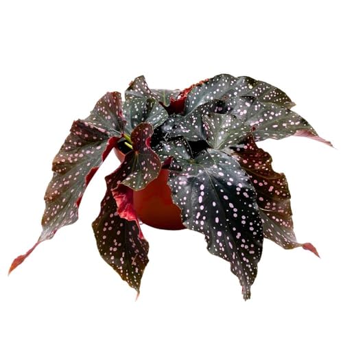 Harmony Foliage BubbleBlooms Cracklin Rosie Angel Wing, 6 inch Cane Begonia Dark Curly Leaf with Pink Polkadots