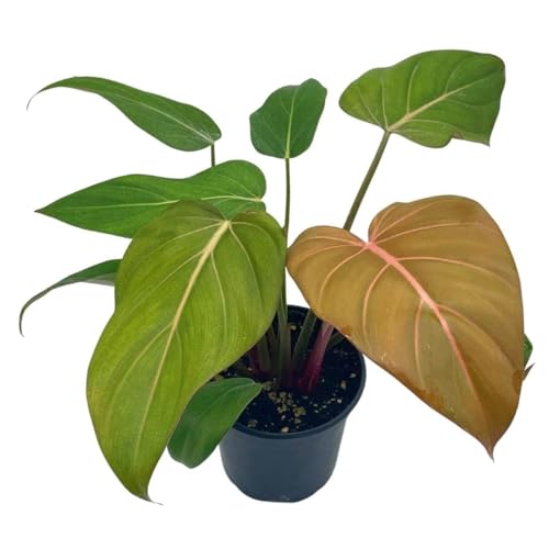 BubbleBlooms Philodendron Summer Glory 6 inch McColley's Finale X Gloriosum Hybrid, Rare Philo
