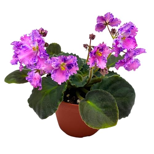 Harmony Foliage Amour Elite African Violet Saintpaulia 4 inch