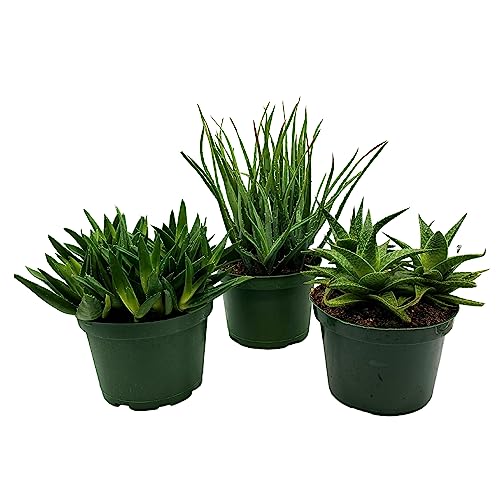 BubbleBlooms Aloe Assortment, Aloe Variety Set of 3, Grower's Choice in 6 inch pots