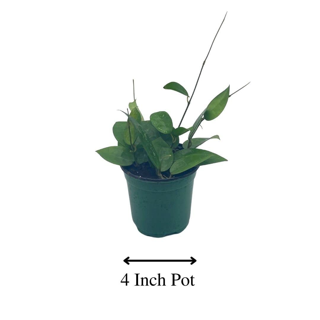 BubbleBlooms Hoya Black Margin, Parasitica, in 4-inch Pot, Rare Limited Collectors Plant