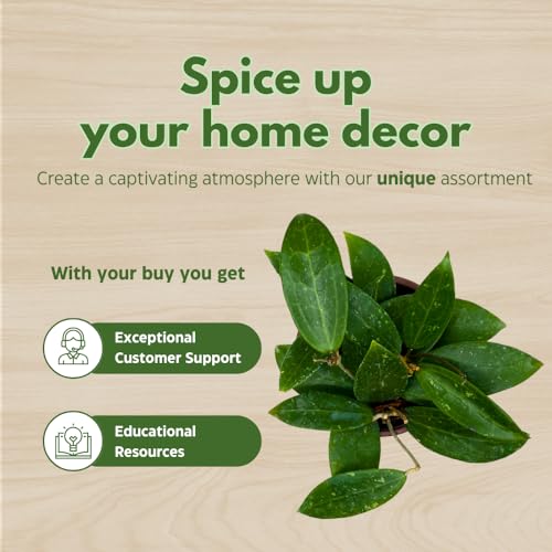 BubbleBlooms Hoya Padilla Bogor in a 4 inch Pot